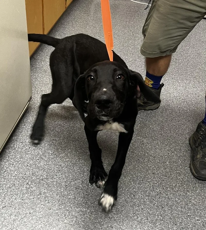 A baby large-sized male Great Dane dog named Jarvis for adoption in Jamestown, CA