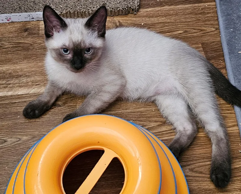 A baby medium-sized male Seal Point Domestic Short Hair cat named Malibu for adoption in Cincinnati, OH