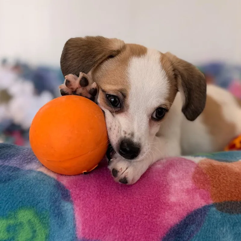 A baby small-sized female White / Cream Wirehaired Terrier dog named Flame for adoption in Green Bay, WI