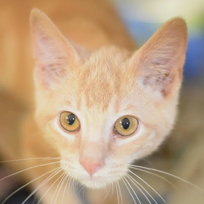 A baby small-sized female Orange / Red Domestic Short Hair cat named Sycamore for adoption in Belleville, IL