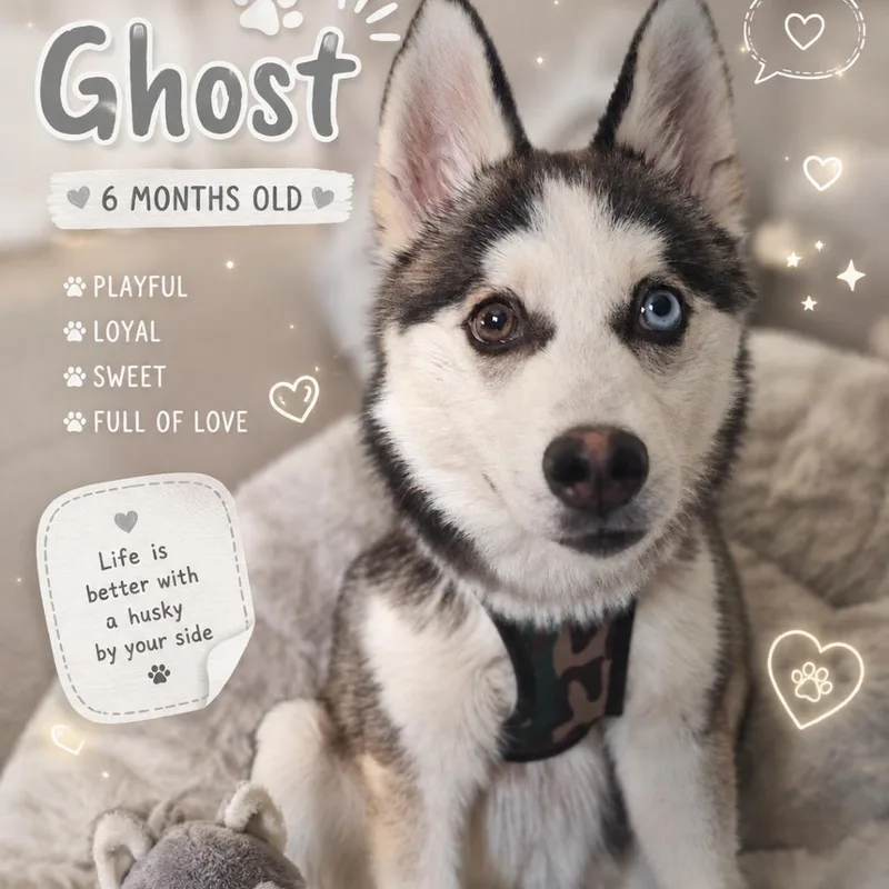 Ghost thumbnail 3