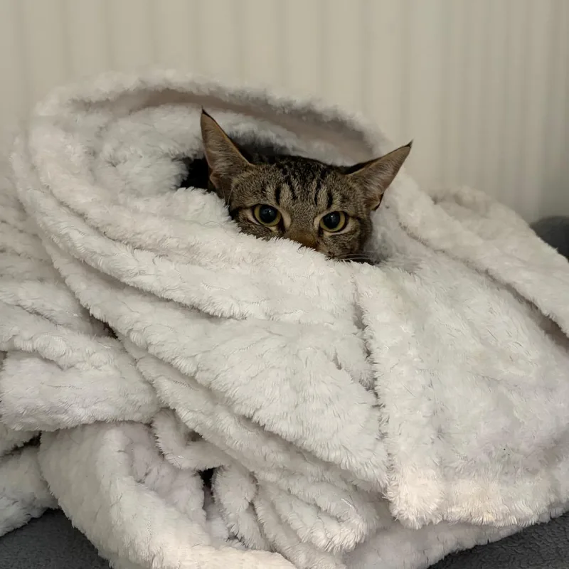 A young medium-sized female Brown / Chocolate Domestic Short Hair cat named Roze for adoption in Port Angeles, WA