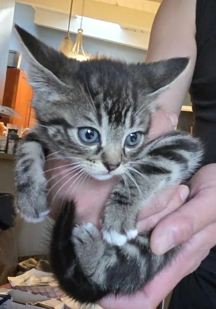 A baby small-sized female Domestic Long Hair cat named Frieza for adoption in Pacifica, CA
