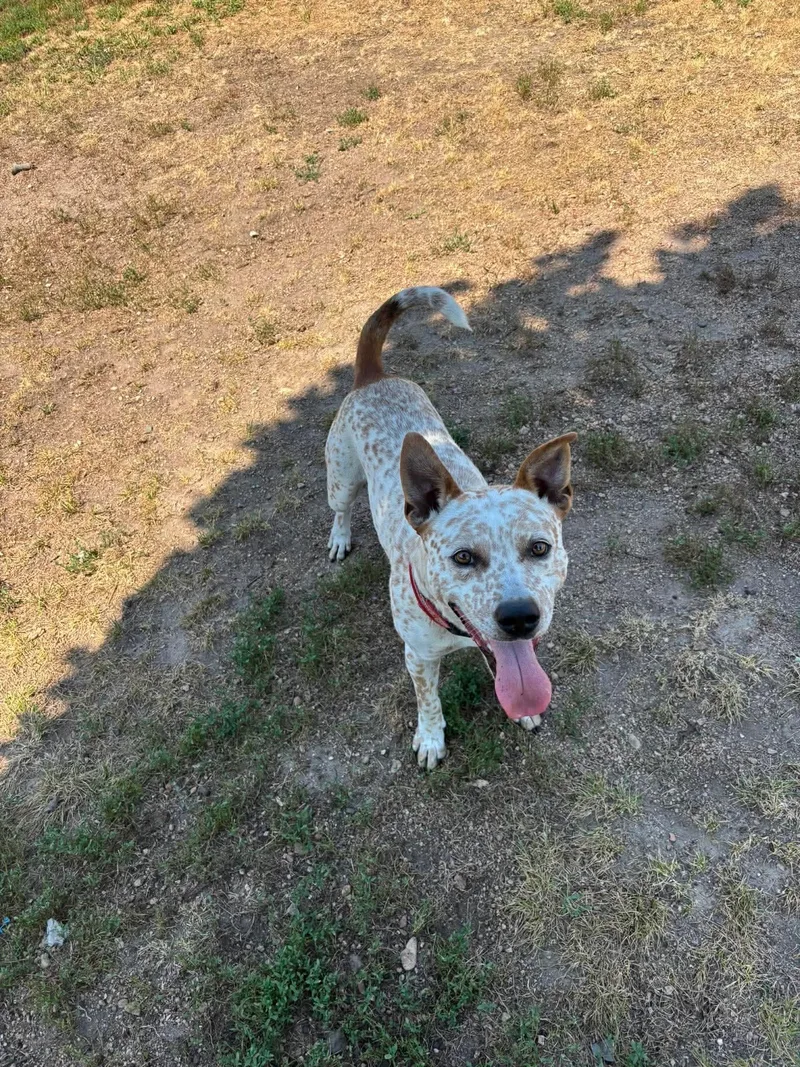 A young medium-sized male White / Cream Cattle Dog dog named Freckles for adoption in ONeill, NE