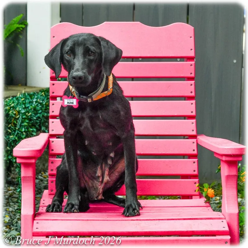 An adult medium-sized female Black Labrador Retriever dog named Rune for adoption in Wake Forest, NC