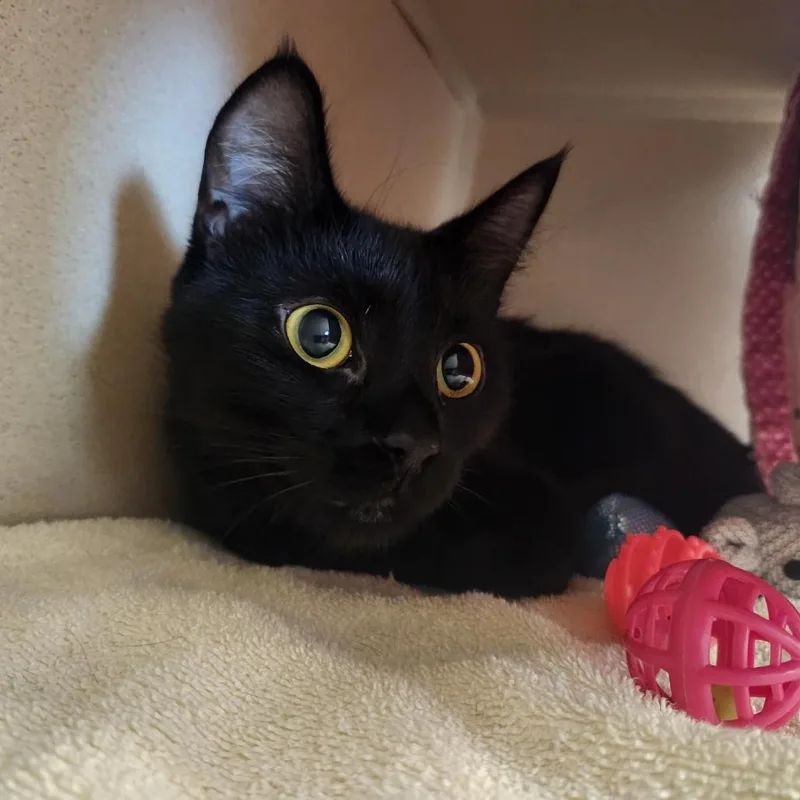 A young large-sized female Black Domestic Medium Hair cat named Stormy for adoption in Tacoma, WA