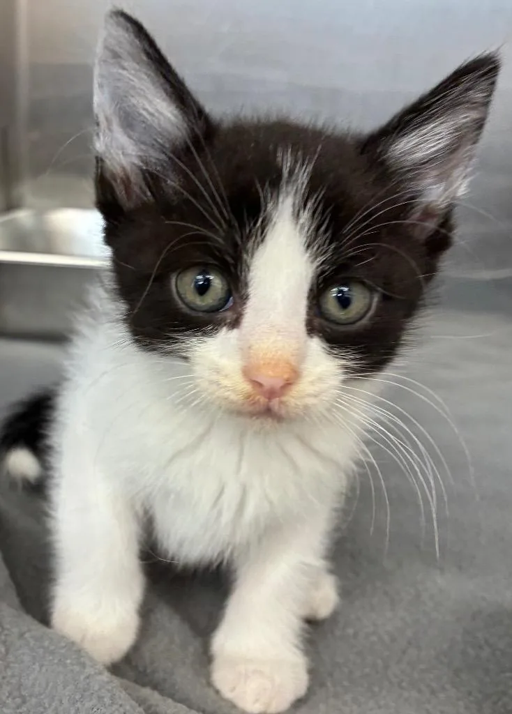 A baby small-sized male Domestic Short Hair cat named Orson for adoption in Hartsville, SC