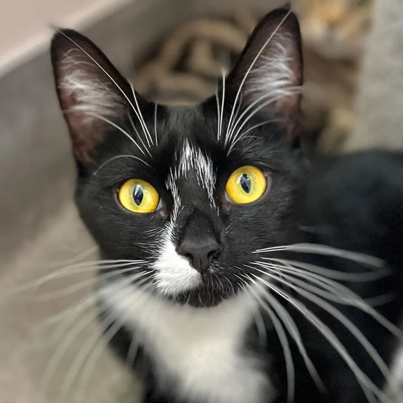 Henrietta