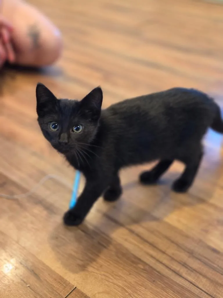 A baby small-sized female Domestic Short Hair cat named Seahorse for adoption in Gorham, ME