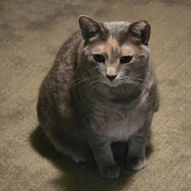 Mysti
