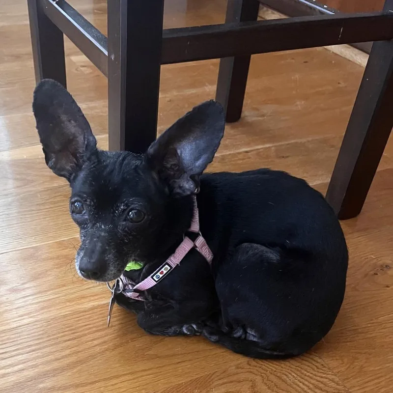 Marti
