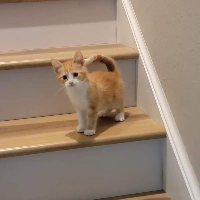 A baby medium-sized female Orange & White Domestic Short Hair cat named Mango for adoption in Wyandotte, MI