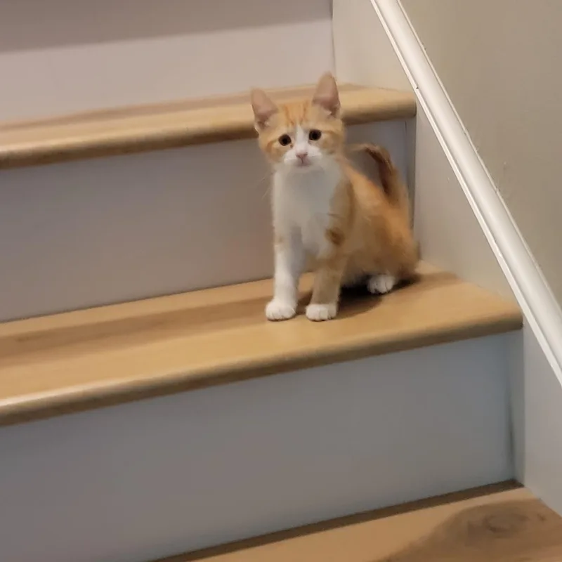 Mango thumbnail 2