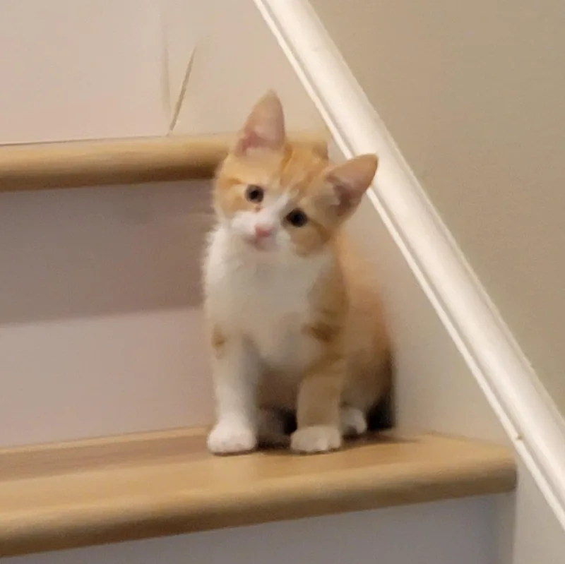 Mango thumbnail 5