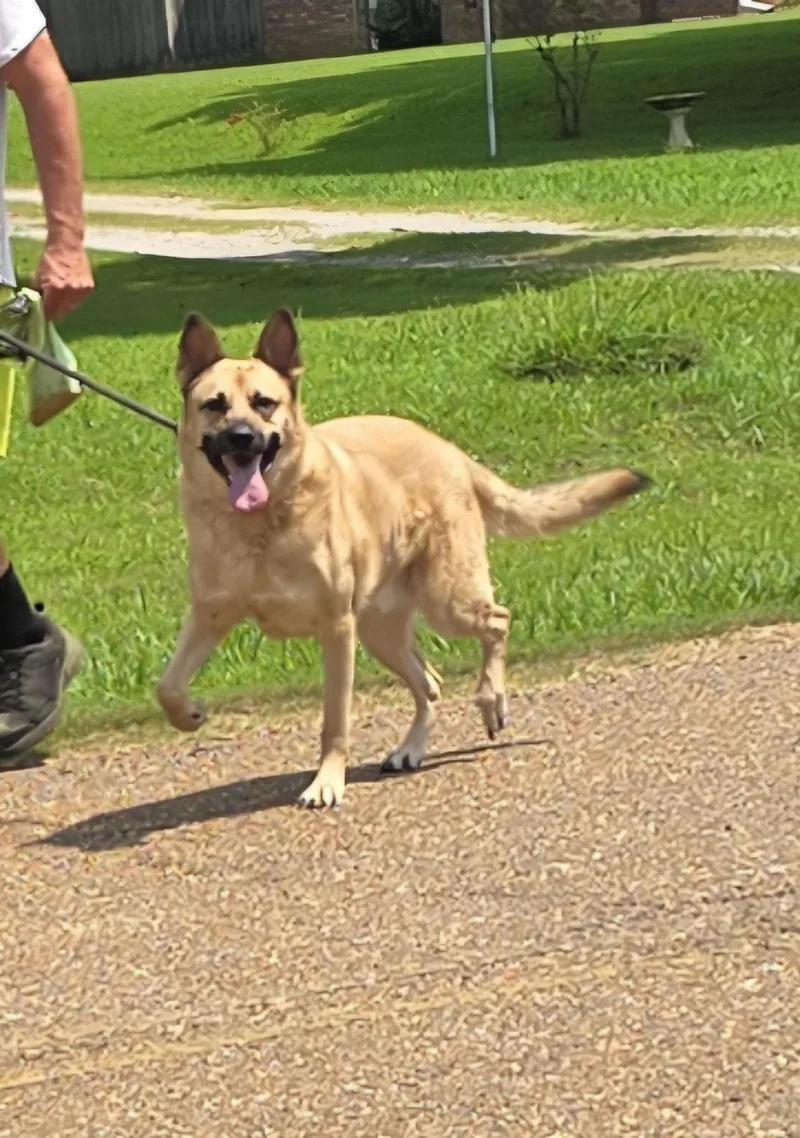 An adult large-sized male Yellow / Tan / Blond / Fawn German Shepherd Dog dog named Oliver for adoption in Arlington, TN