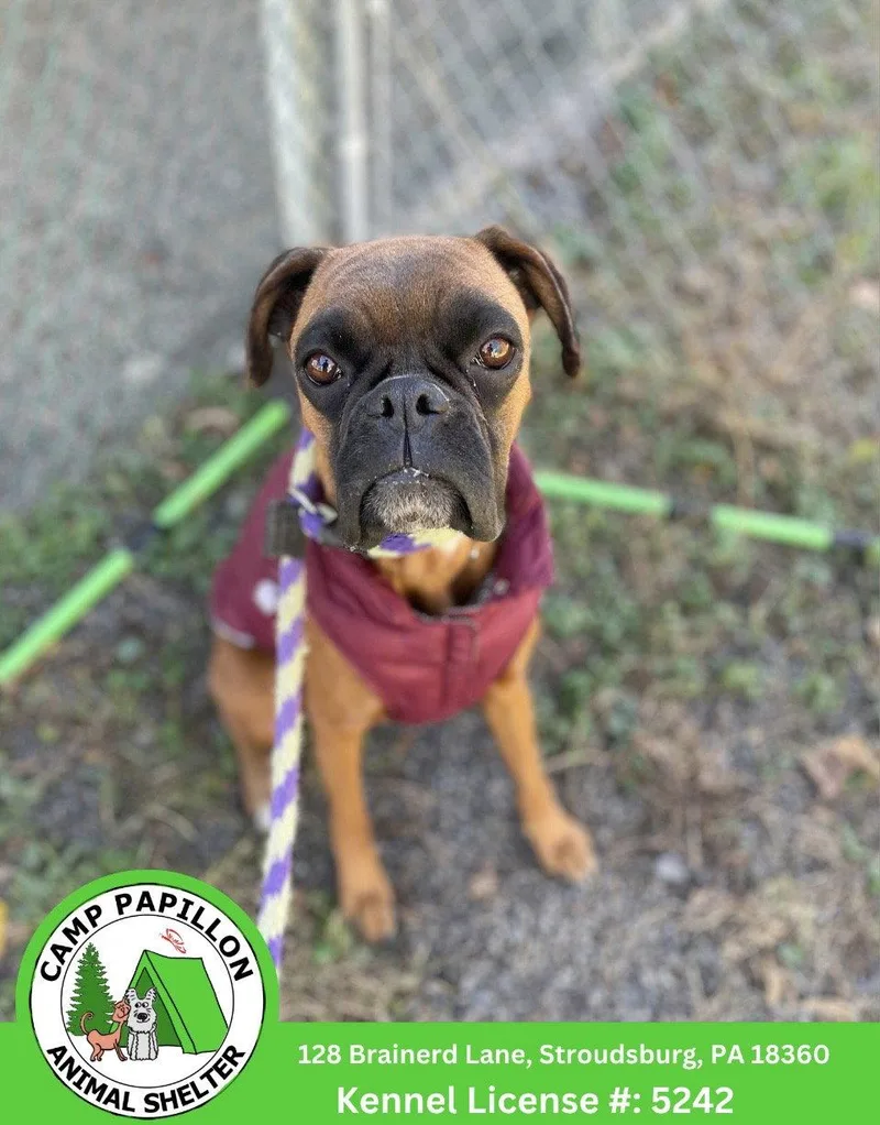 A young medium-sized female Boxer dog named Casey for adoption in Stroudsburg, PA