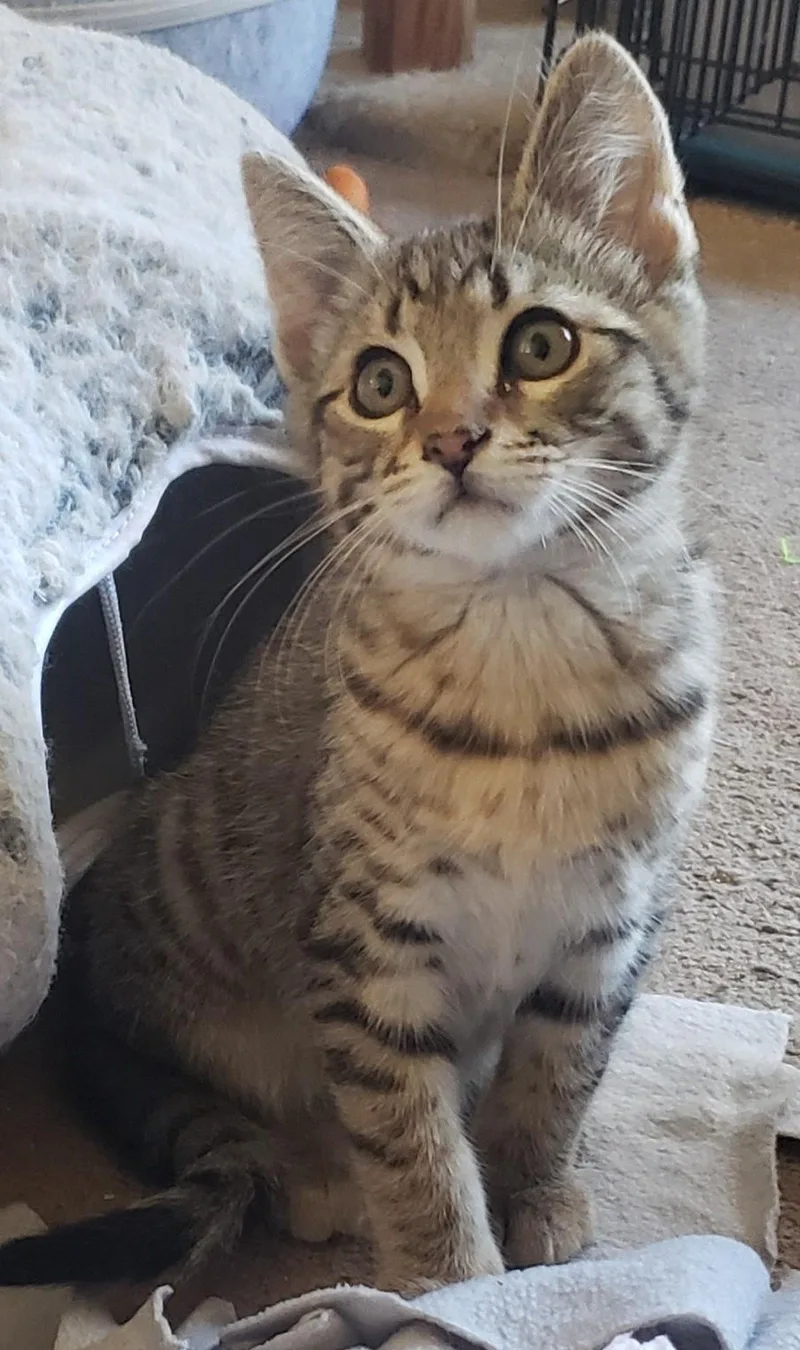 A baby small-sized male Tabby (Tiger Striped) Domestic Short Hair cat named Waylon for adoption in Silverton, OR