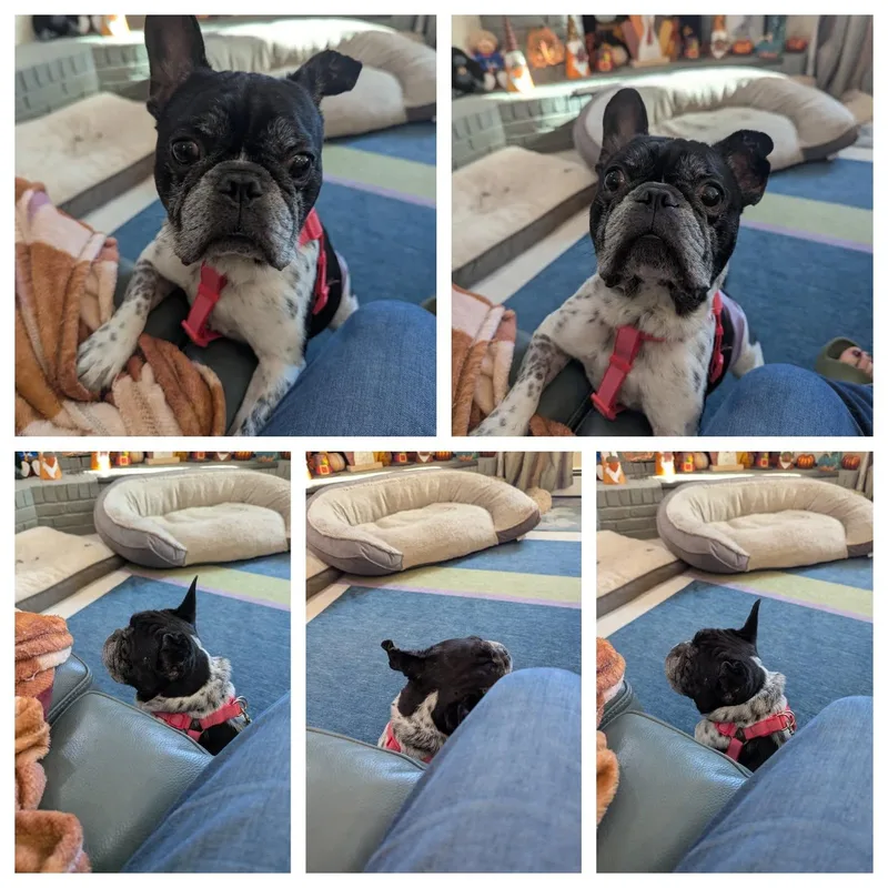 A young medium-sized male French Bulldog dog named Chester for adoption in Tenafly, NJ