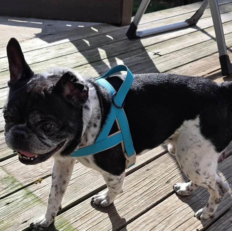 Chester thumbnail 3