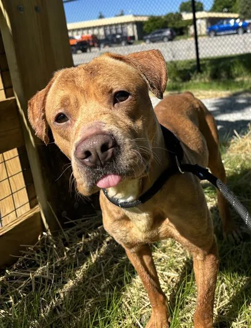 An adult medium-sized male Pit Bull Terrier dog named Sherman for adoption in Indianapolis, IN
