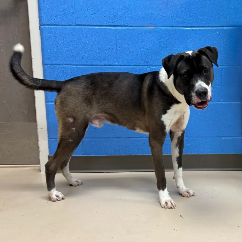 An adult large-sized male Gray / Blue / Silver Mixed Breed dog named Quizno for adoption in Pine Bluff, AR
