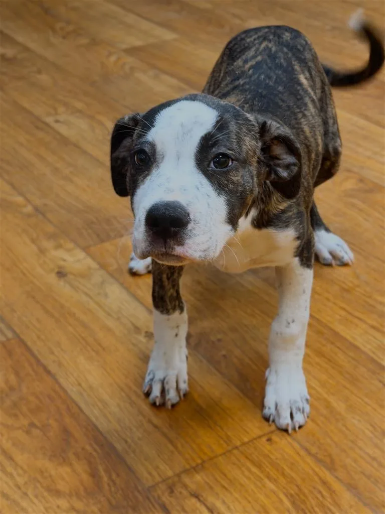 A baby large-sized female Mixed Breed dog named Rhonda for adoption in Ocala, FL