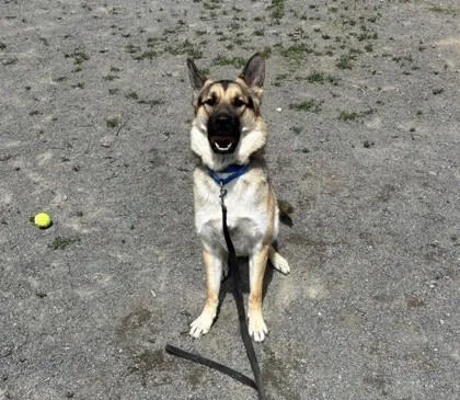 An adult large-sized male Mixed Breed dog named Jax for adoption in Fairfax, VA