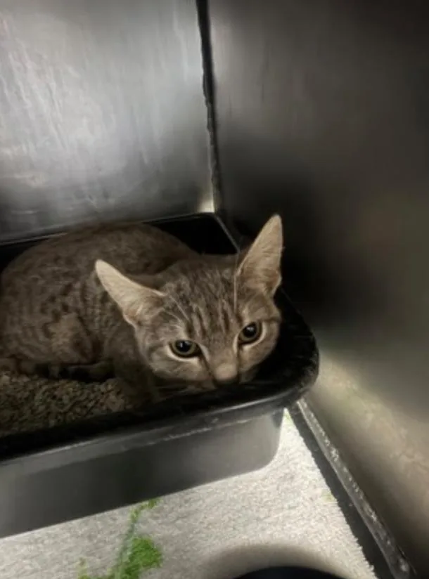 Wyandotte thumbnail 2