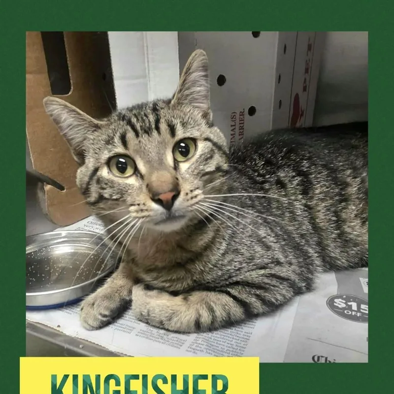 An adult large-sized male Brown / Chocolate Domestic Short Hair cat named Kingfisher for adoption in Wheeling, IL