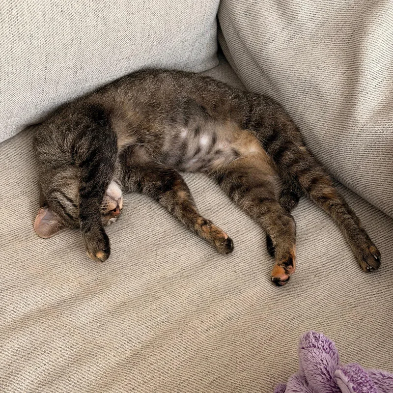 An adult medium-sized female Domestic Short Hair cat named Poppi for adoption in Brooklyn, NY
