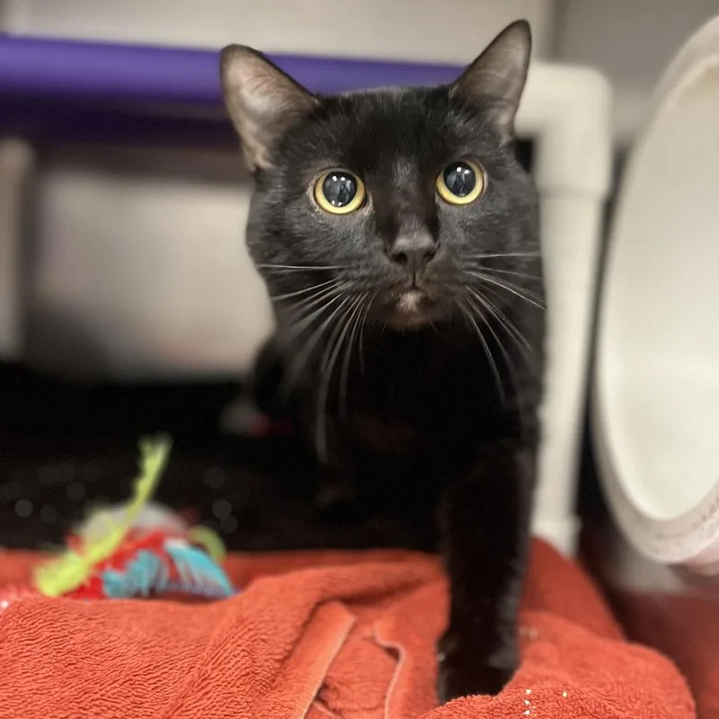 An adult large-sized male Black Domestic Short Hair cat named Binxy for adoption in Marysville, OH