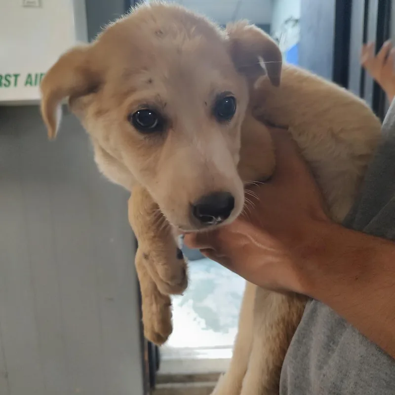 A baby medium-sized male White / Cream Great Pyrenees dog named P for adoption in Corsicana, TX