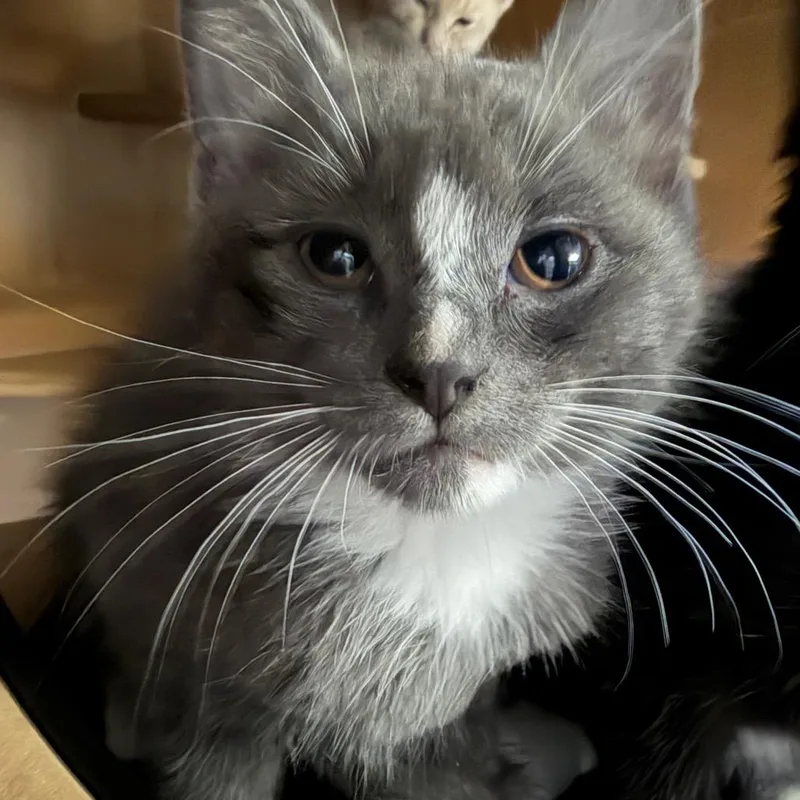 A baby small-sized female Gray / Blue / Silver Domestic Short Hair cat named Jackie for adoption in Middlebury, VT