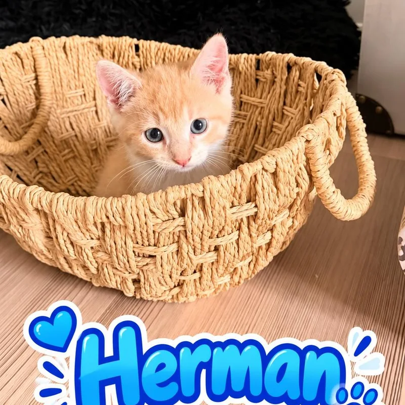 A baby medium-sized male Orange & White Tabby cat named Herman for adoption in Denver, NC