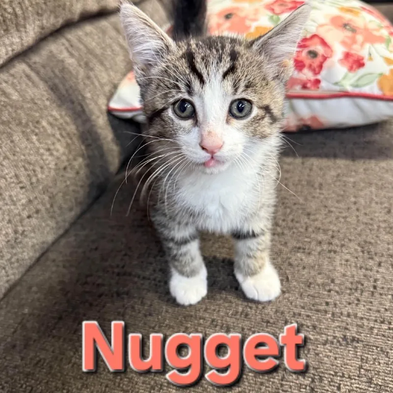 A baby small-sized male Brown / Chocolate Domestic Short Hair cat named Nugget for adoption in Troy, IL