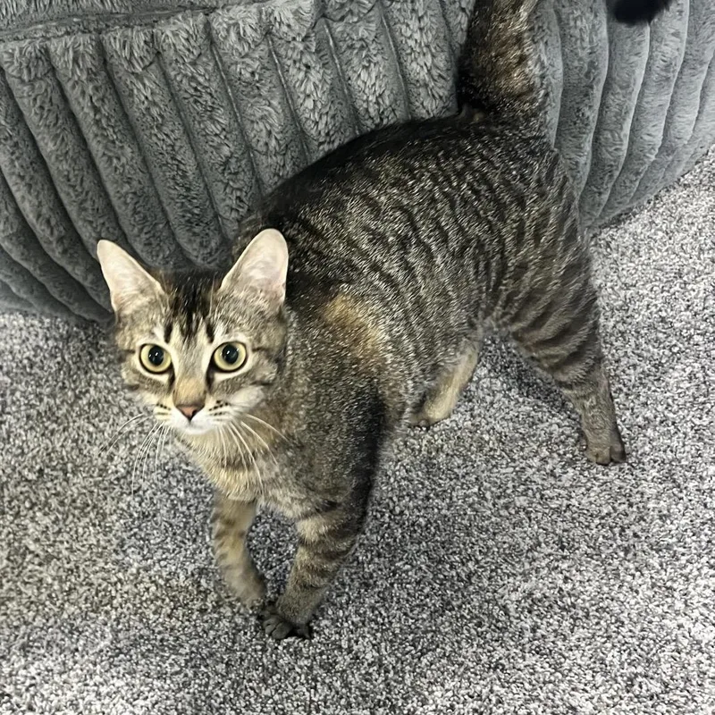 A young medium-sized female Gray / Blue / Silver Domestic Short Hair cat named Sasha for adoption in Spokane, WA