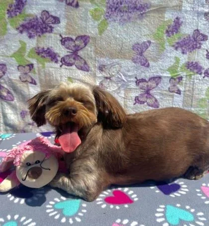 An adult small-sized female Shih Tzu dog named Rapunzel for adoption in Visalia, CA