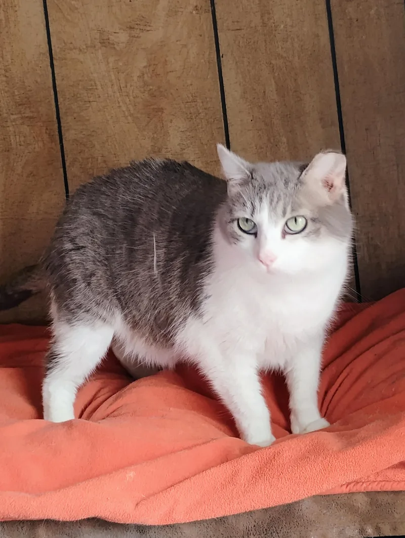 Clairesse thumbnail 2