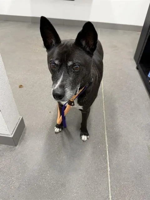 A senior medium-sized male Australian Cattle Dog / Blue Heeler dog named Samson for adoption in Mesa, AZ