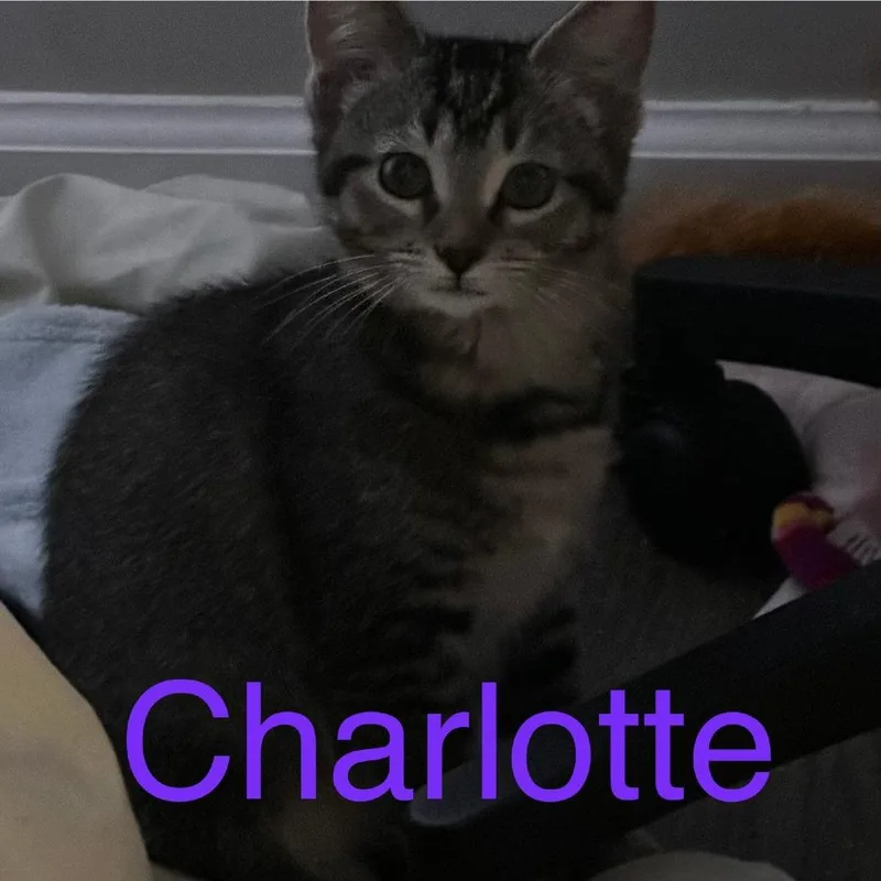 A baby small-sized female Domestic Short Hair cat named Charlotte for adoption in Cumming, GA