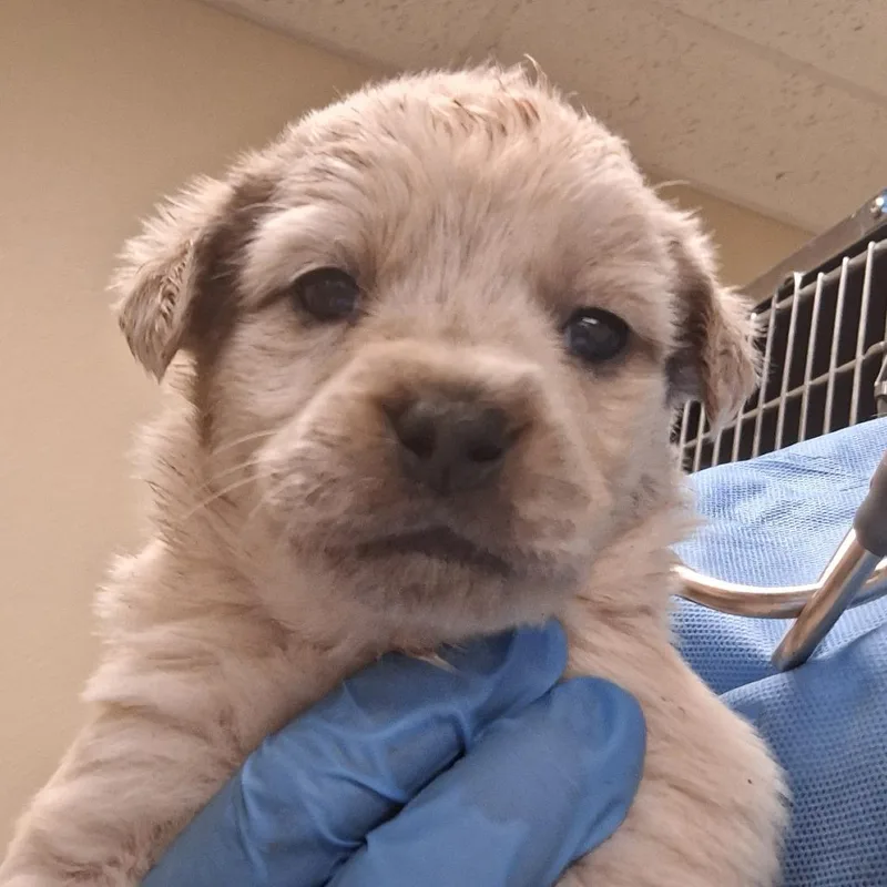 A baby small-sized female White / Cream Mixed Breed dog named Lucinda for adoption in Flagstaff, AZ