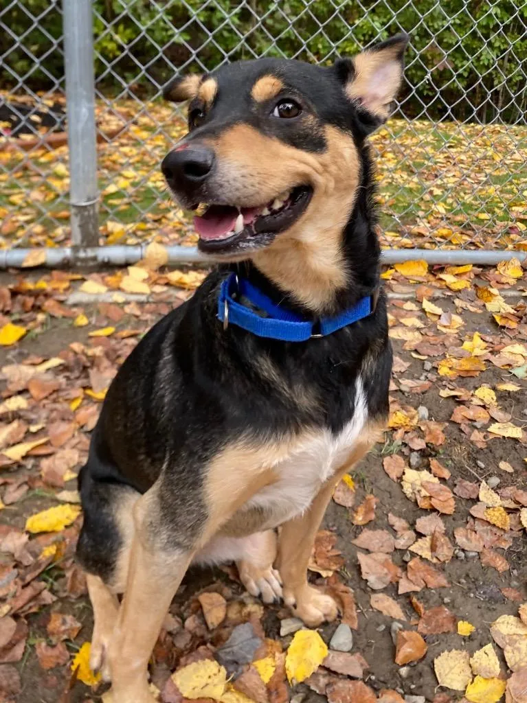A young medium-sized male Australian Cattle Dog / Blue Heeler dog named Serrano for adoption in Fall River, MA