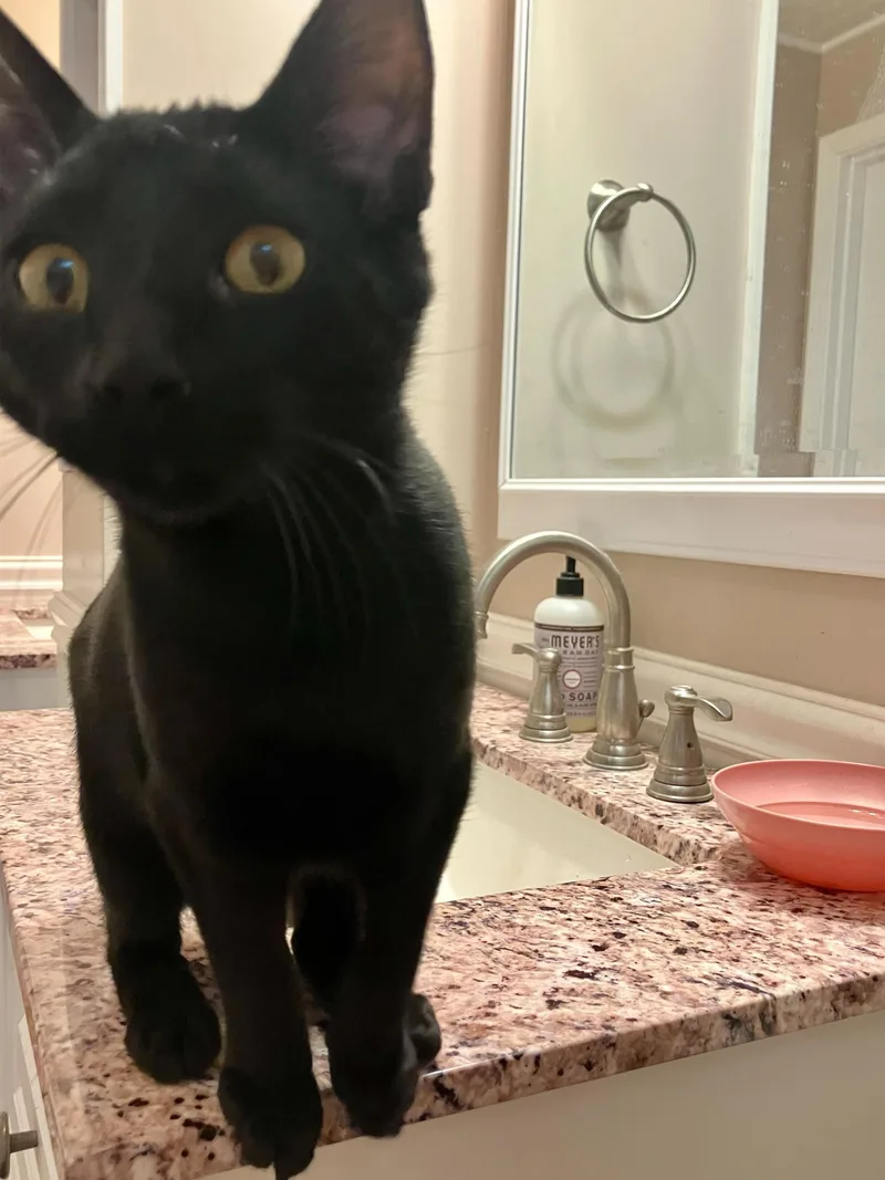 Nebula And Nosferatu thumbnail 3