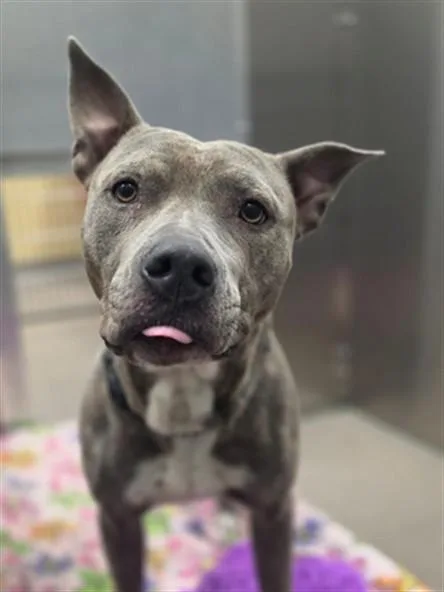 An adult large-sized female Pit Bull Terrier dog named Papaya for adoption in Denver, CO
