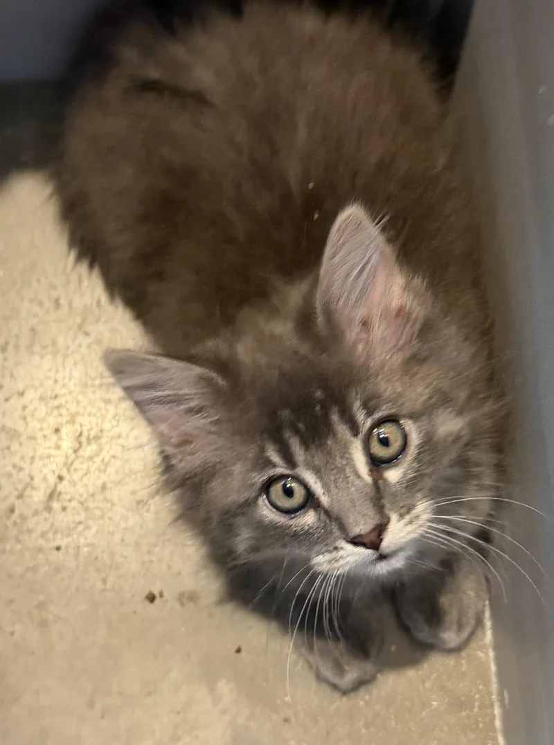 A baby small-sized female Domestic Medium Hair cat named Ashley for adoption in Hurricane, UT