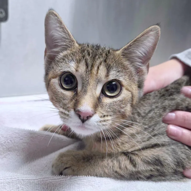 A baby small-sized female Domestic Short Hair cat named Melanie for adoption in Providence, RI