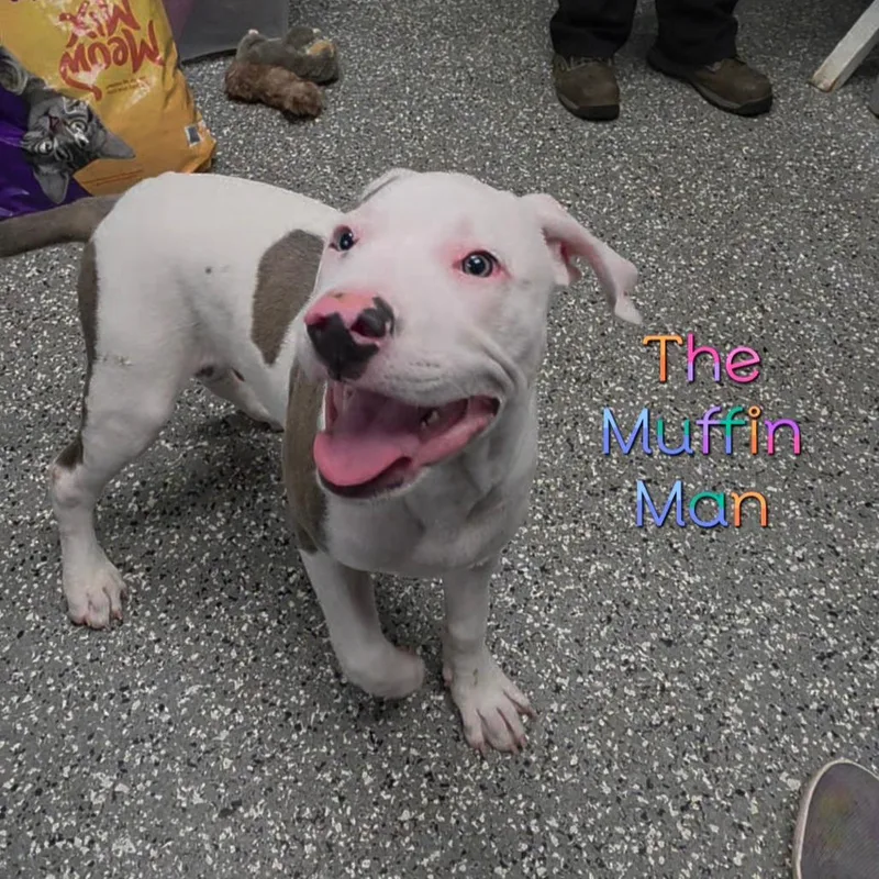 A baby medium-sized male White / Cream Great Dane dog named The Muffin Man for adoption in Parkersburg, WV