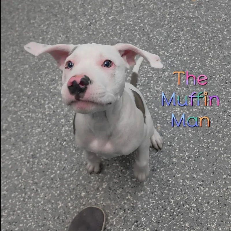 The Muffin Man thumbnail 2
