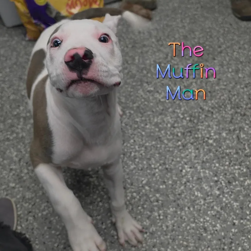 The Muffin Man thumbnail 3