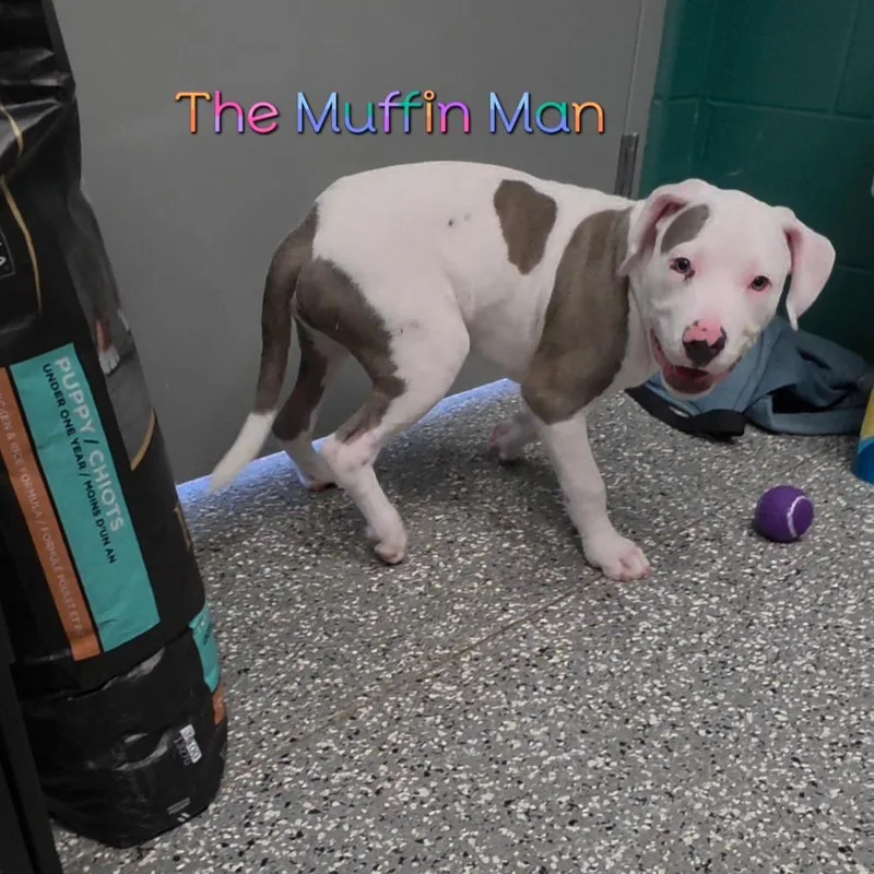 The Muffin Man thumbnail 4